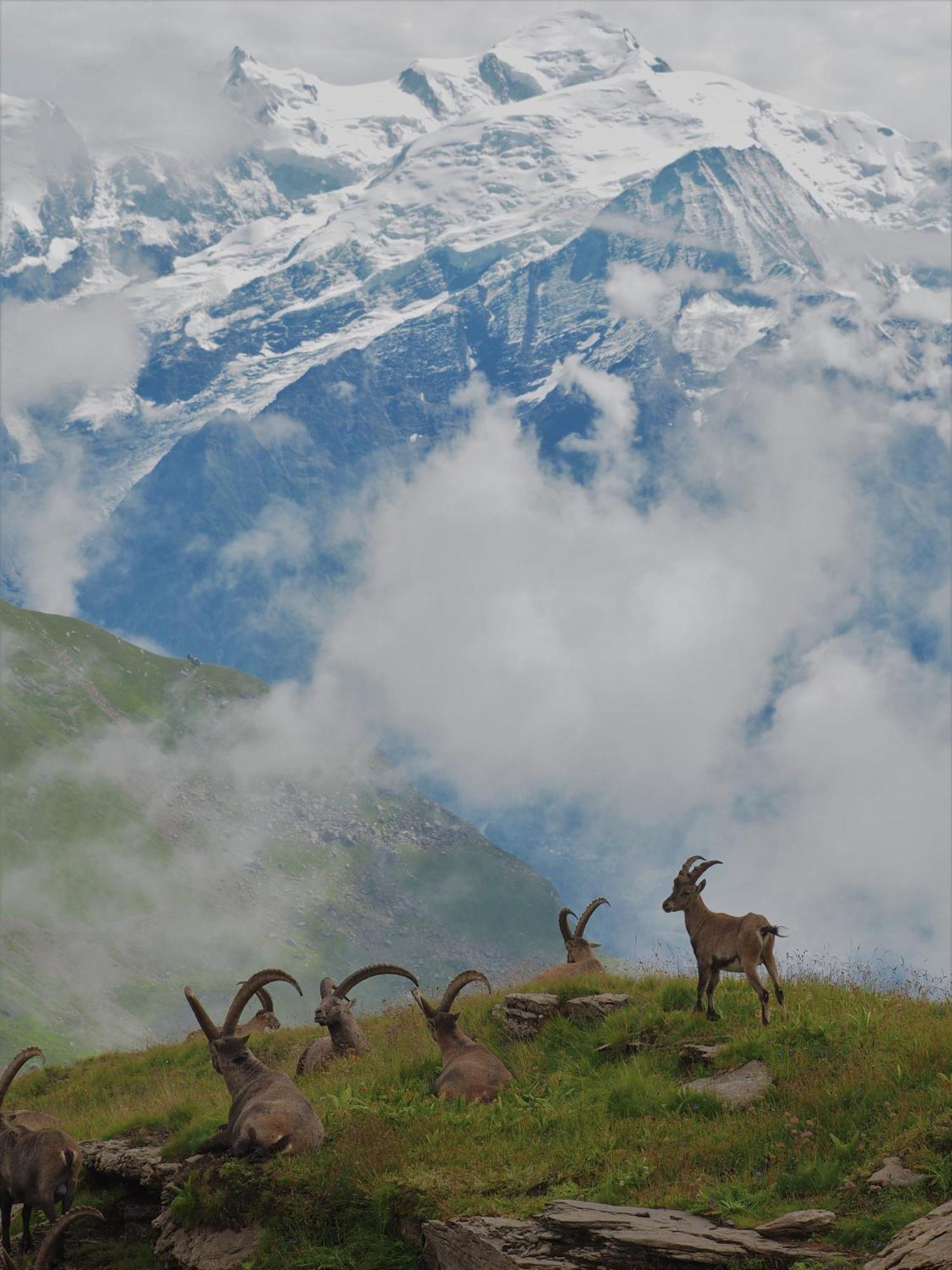 Chalet Arpitan - Les Carroz - Grand Massif エクステリア 写真